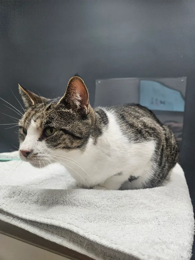 Animal Hospital at West Ridge — customer photo 2