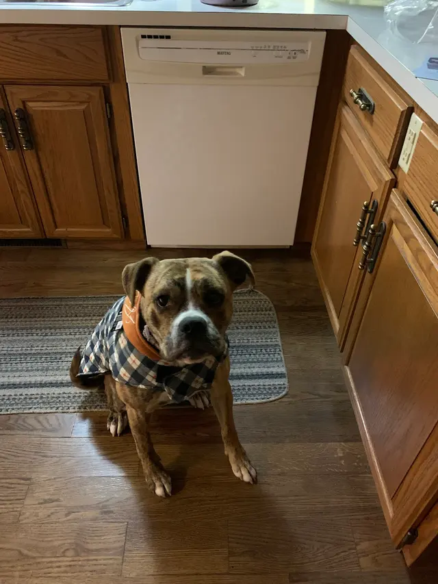 Animal Hospital at West Ridge — customer photo 1
