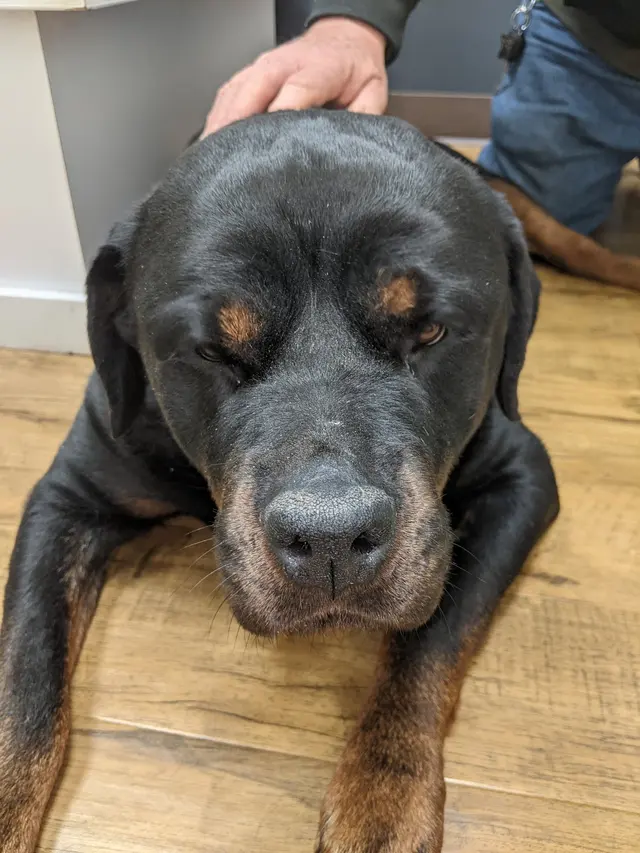 Animal Hospital at West Ridge — customer photo 12