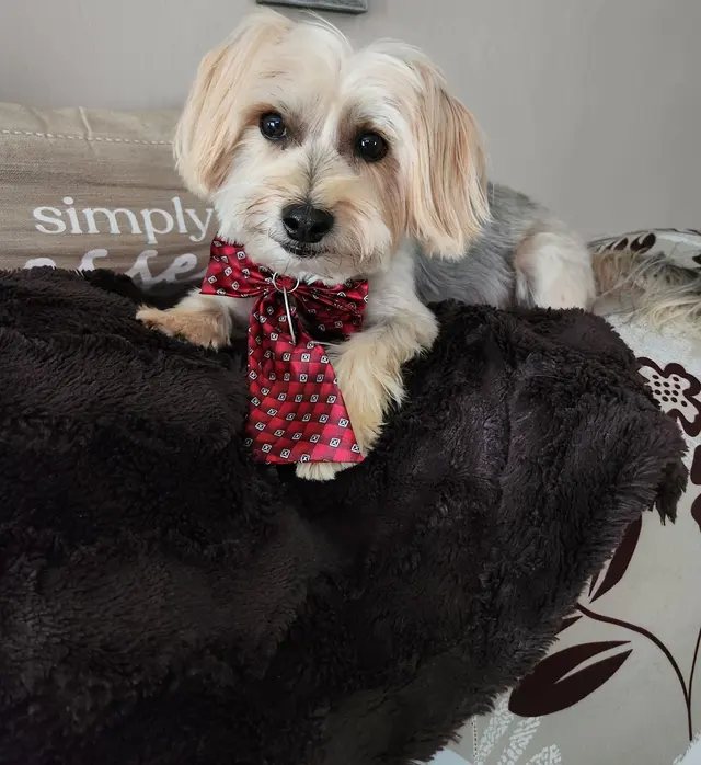 Animal Hospital at West Ridge — customer photo 7