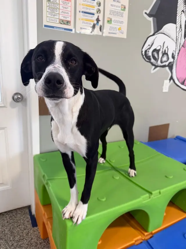 Karnik On Black - Dog Daycare, Boarding & Grooming — photo from the business 6
