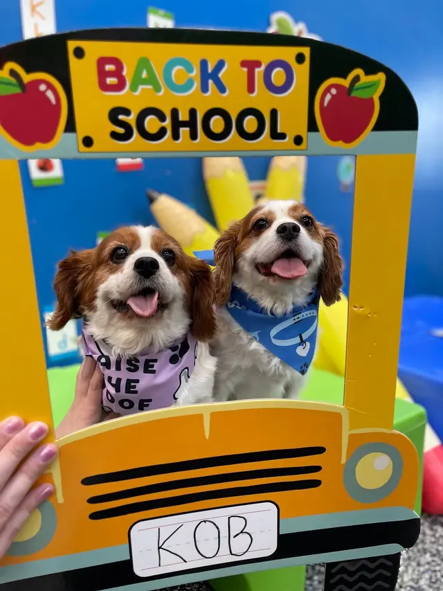 Karnik On Black - Dog Daycare, Boarding & Grooming — photo from the business 4