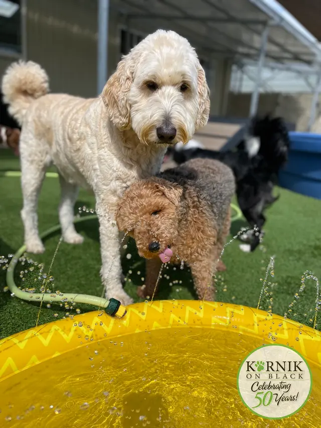 Karnik On Black - Dog Daycare, Boarding & Grooming — photo from the business 5