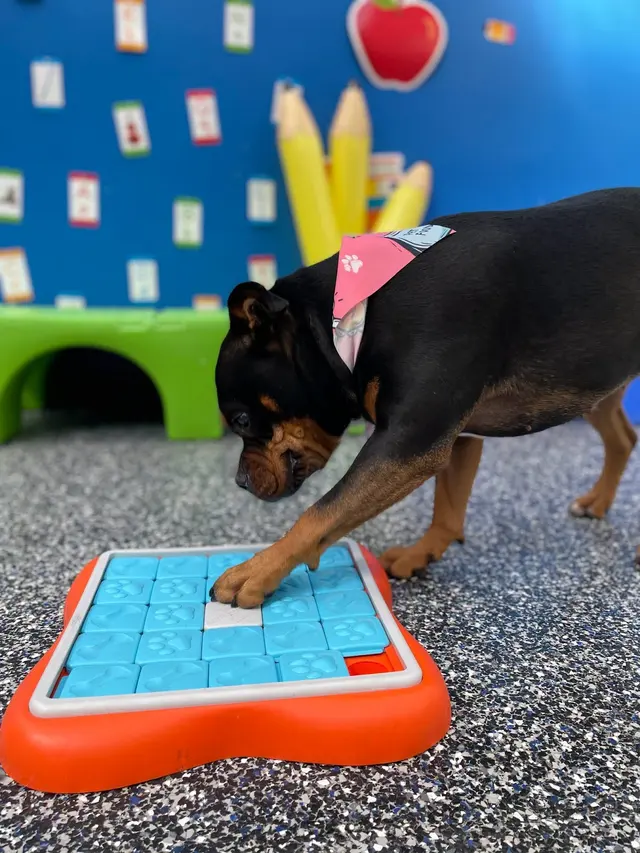 Karnik On Black - Dog Daycare, Boarding & Grooming — photo from the business 7