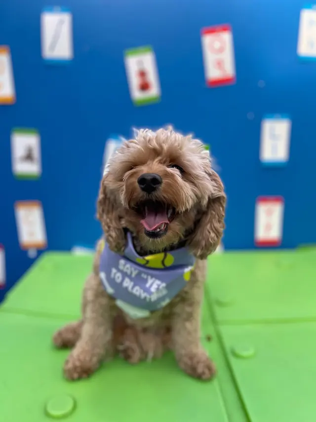 Karnik On Black - Dog Daycare, Boarding & Grooming — photo from the business 8