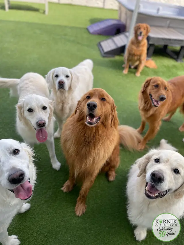 Karnik On Black - Dog Daycare, Boarding & Grooming — photo from the business 9