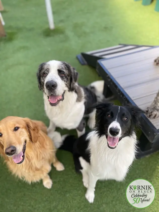 Karnik On Black - Dog Daycare, Boarding & Grooming — photo from the business 12