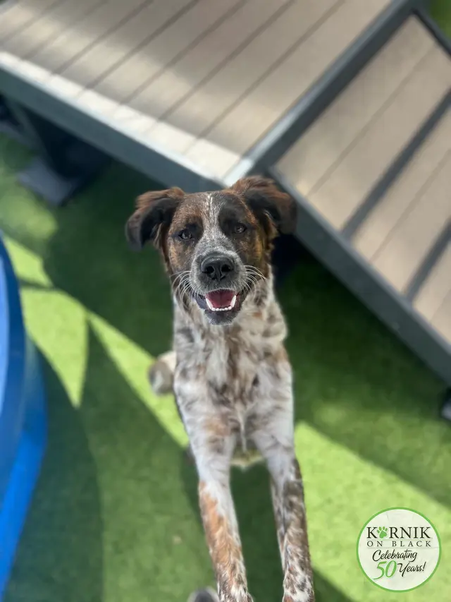 Karnik On Black - Dog Daycare, Boarding & Grooming — photo from the business 11