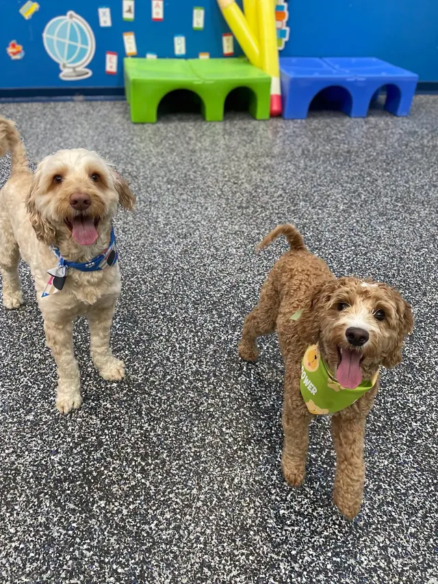 Karnik On Black - Dog Daycare, Boarding & Grooming — photo from the business 3