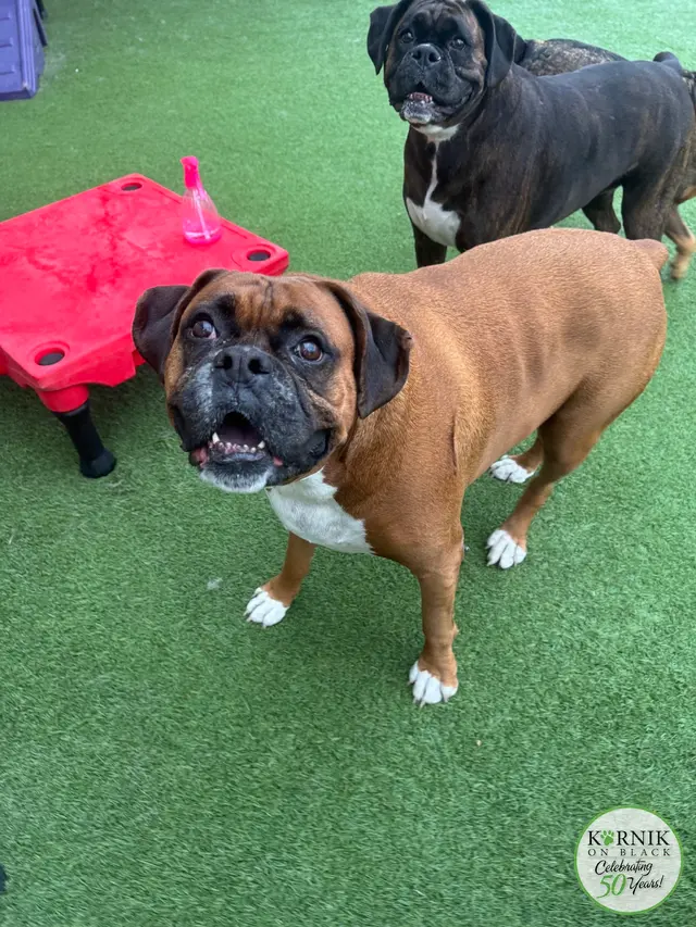 Karnik On Black - Dog Daycare, Boarding & Grooming — photo from the business 10