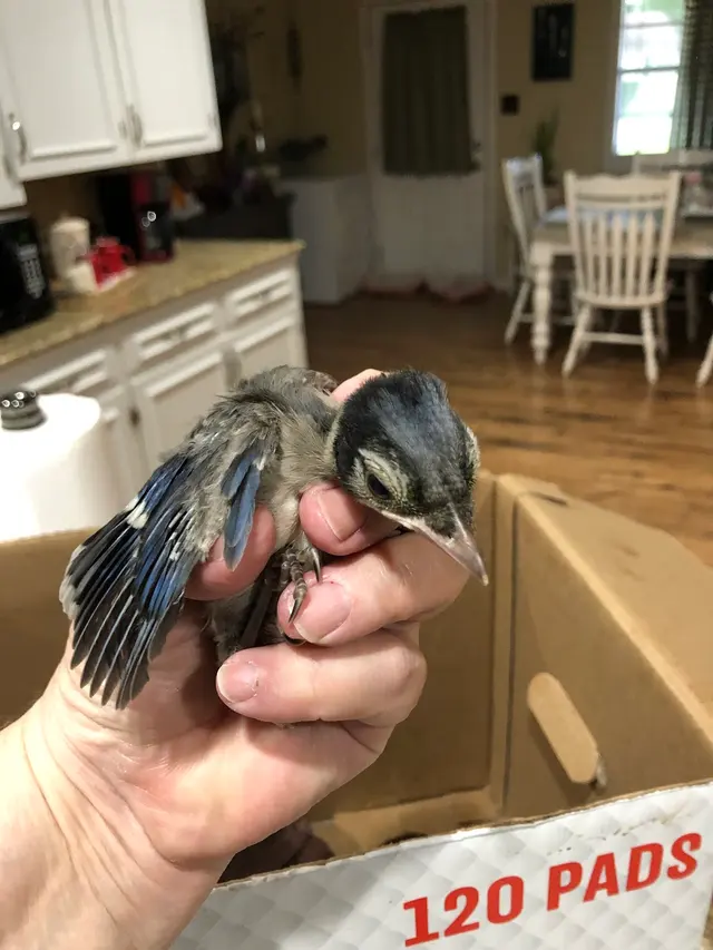 For The Birds of Acadiana — customer photo 1