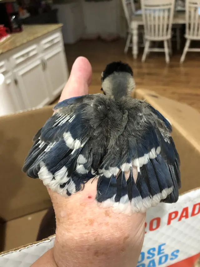 For The Birds of Acadiana — customer photo 2