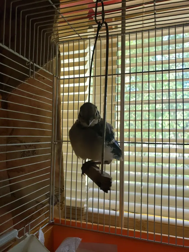 For The Birds of Acadiana — customer photo 3
