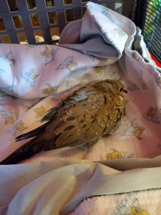 For The Birds of Acadiana — customer photo 4