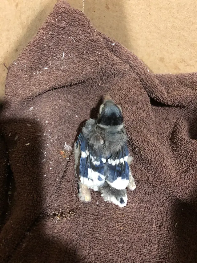 For The Birds of Acadiana — customer photo 7