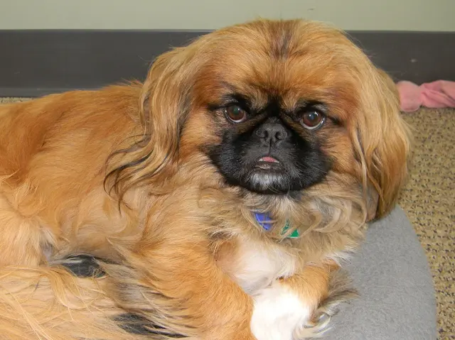 Village Veterinary Center — customer photo 5