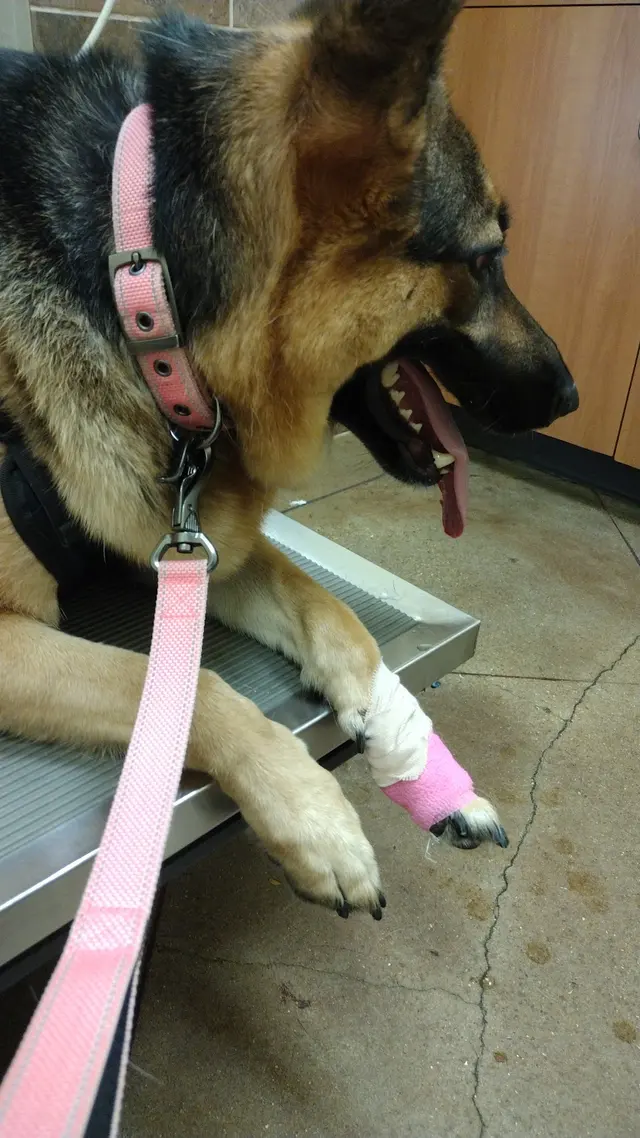 Village Veterinary Center — customer photo 6