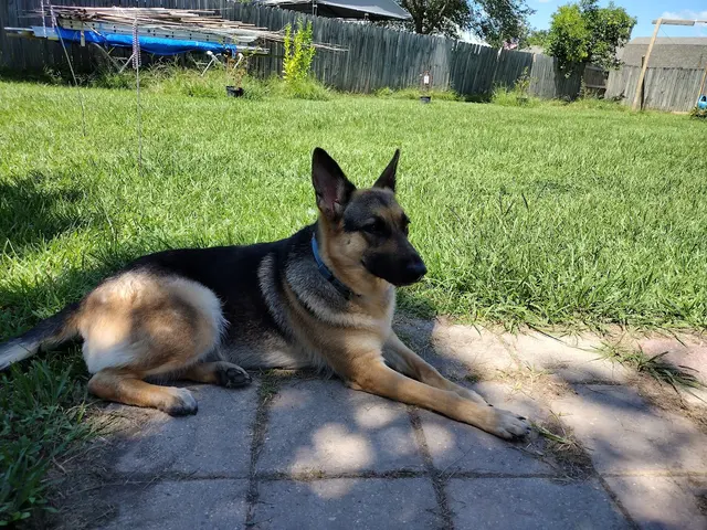 Village Veterinary Center — customer photo 4