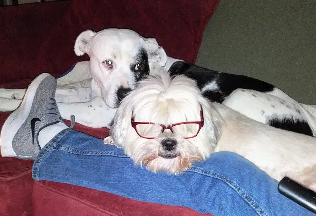 Village Veterinary Center — customer photo 10