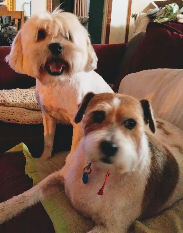 Village Veterinary Center — customer photo 7