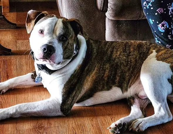 Village Veterinary Center — customer photo 2