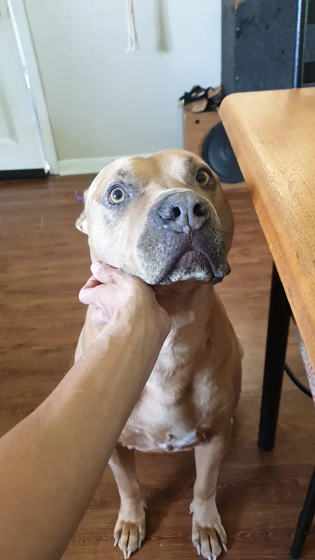 Village Veterinary Center — customer photo 9