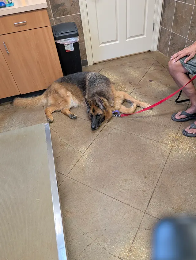 Village Veterinary Center — customer photo 1