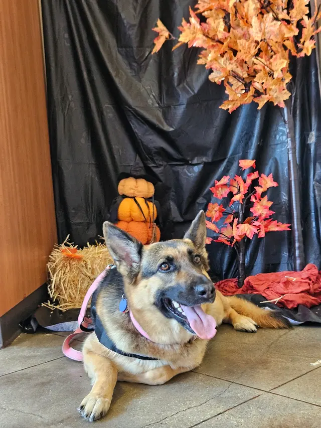 Village Veterinary Center — customer photo 3