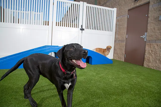Camp Bow Wow Lafayette — photo from the business 6