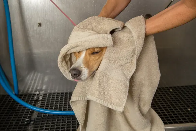 Camp Bow Wow Lafayette — photo from the business 11