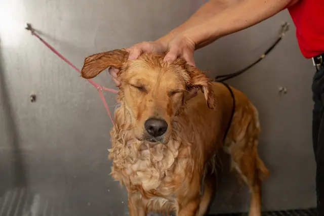 Camp Bow Wow Lafayette — photo from the business 2