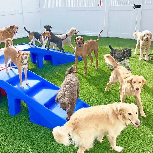 Camp Bow Wow Lafayette — photo from the business 5