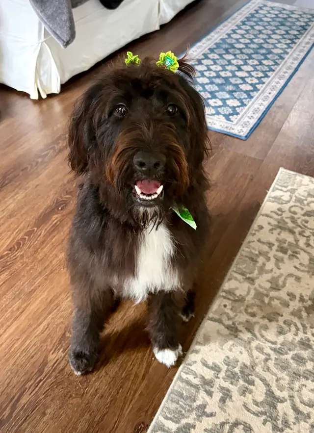 Scenthound Aurora — customer photo 7