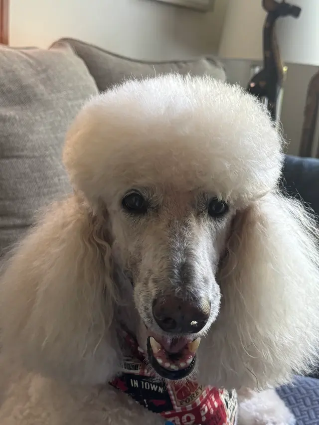 Customer photo from Judy's review