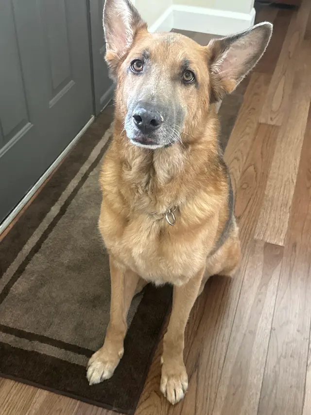 Scenthound Aurora — customer photo 12