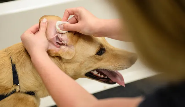 Scenthound Aurora — photo from the business 6