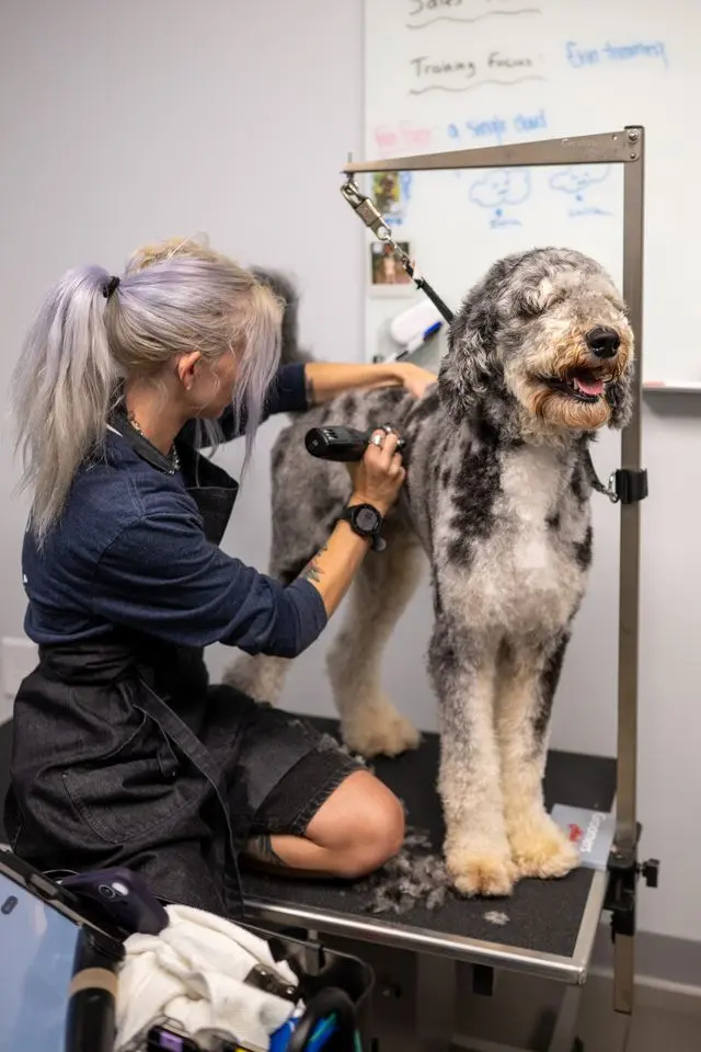 Scenthound Aurora — customer photo 8