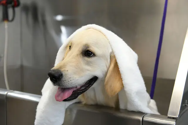 Scenthound Aurora — photo from the business 3