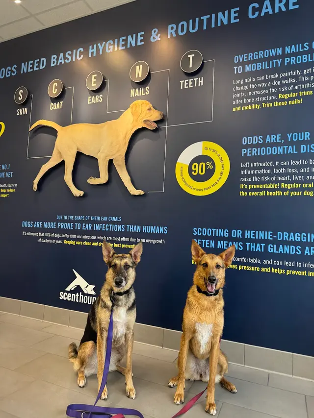Scenthound Aurora — customer photo 1
