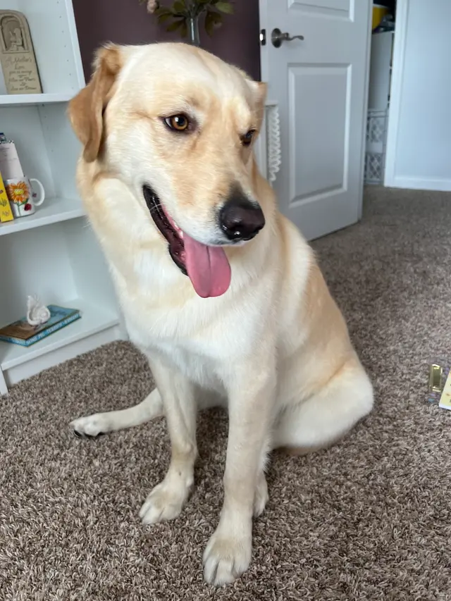 Scenthound Aurora — customer photo 9