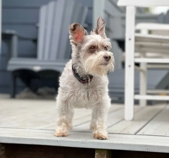 Walk’N Rohl Pet Hotel — customer photo 2