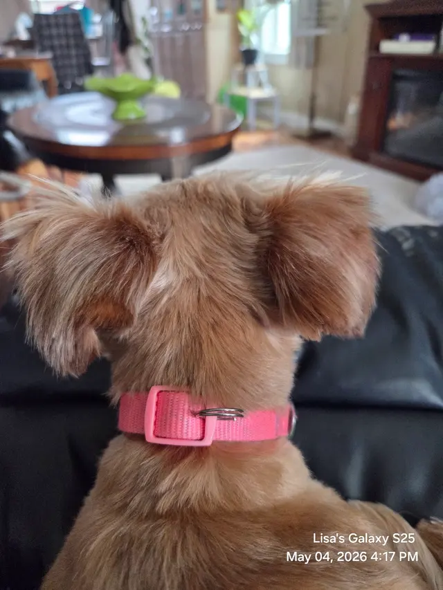 Customer photo from Lisa's review