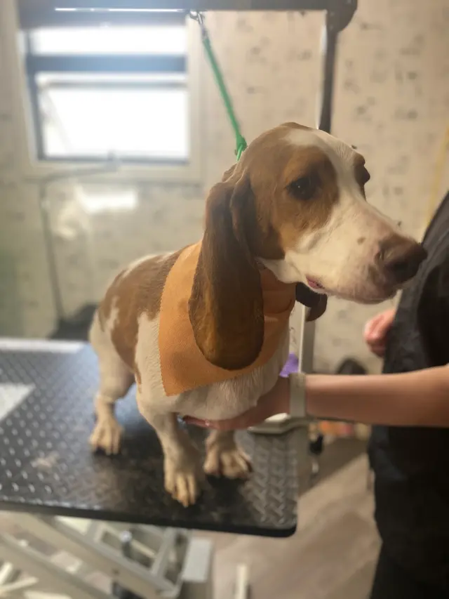 LATHERED Professional Pet Grooming — photo from the business 10