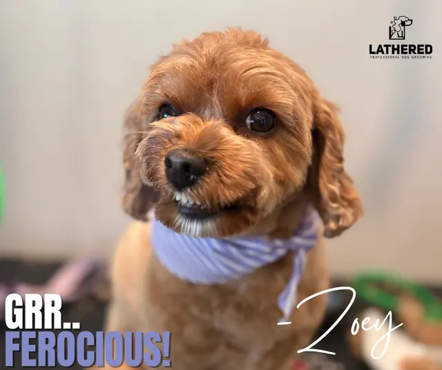 LATHERED Professional Pet Grooming — photo from the business 4