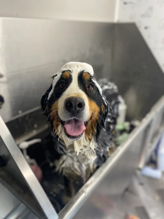 LATHERED Professional Pet Grooming — photo from the business 12