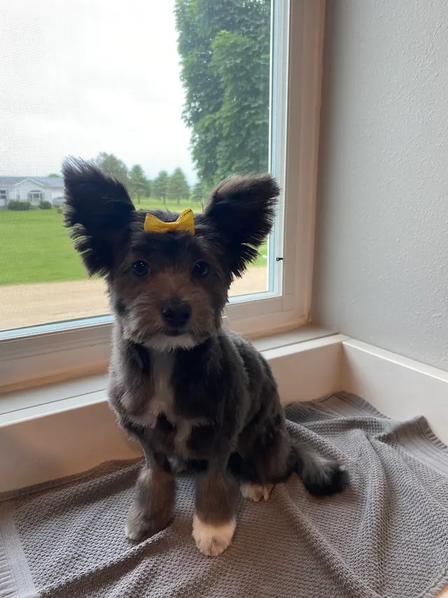 LATHERED Professional Pet Grooming — photo from the business 6
