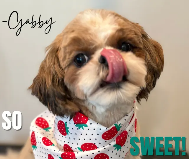 LATHERED Professional Pet Grooming — photo from the business 2