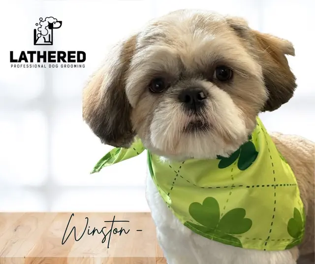 Customer photo of work by LATHERED Professional Pet Grooming, from Linda Munich's review