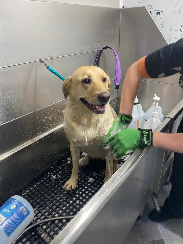 LATHERED Professional Pet Grooming — photo from the business 8
