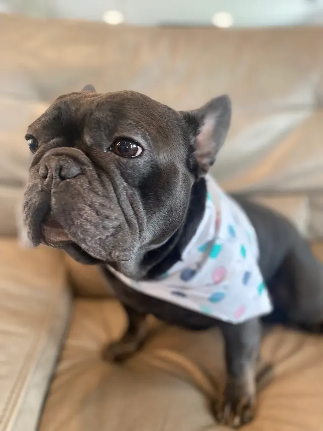 LATHERED Professional Pet Grooming — photo from the business 11